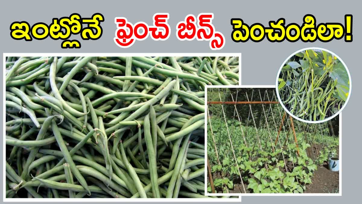 How to Grow French Beans at Home