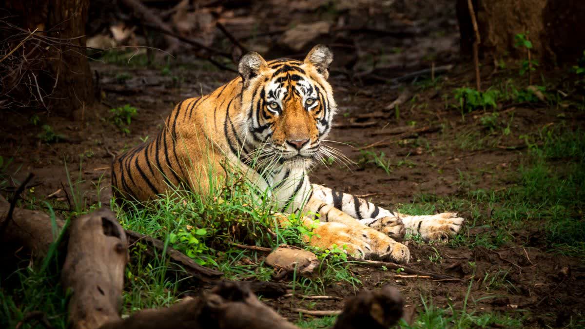 TIGER KILLERS ARRESTED PENCH TIGER RESERVE