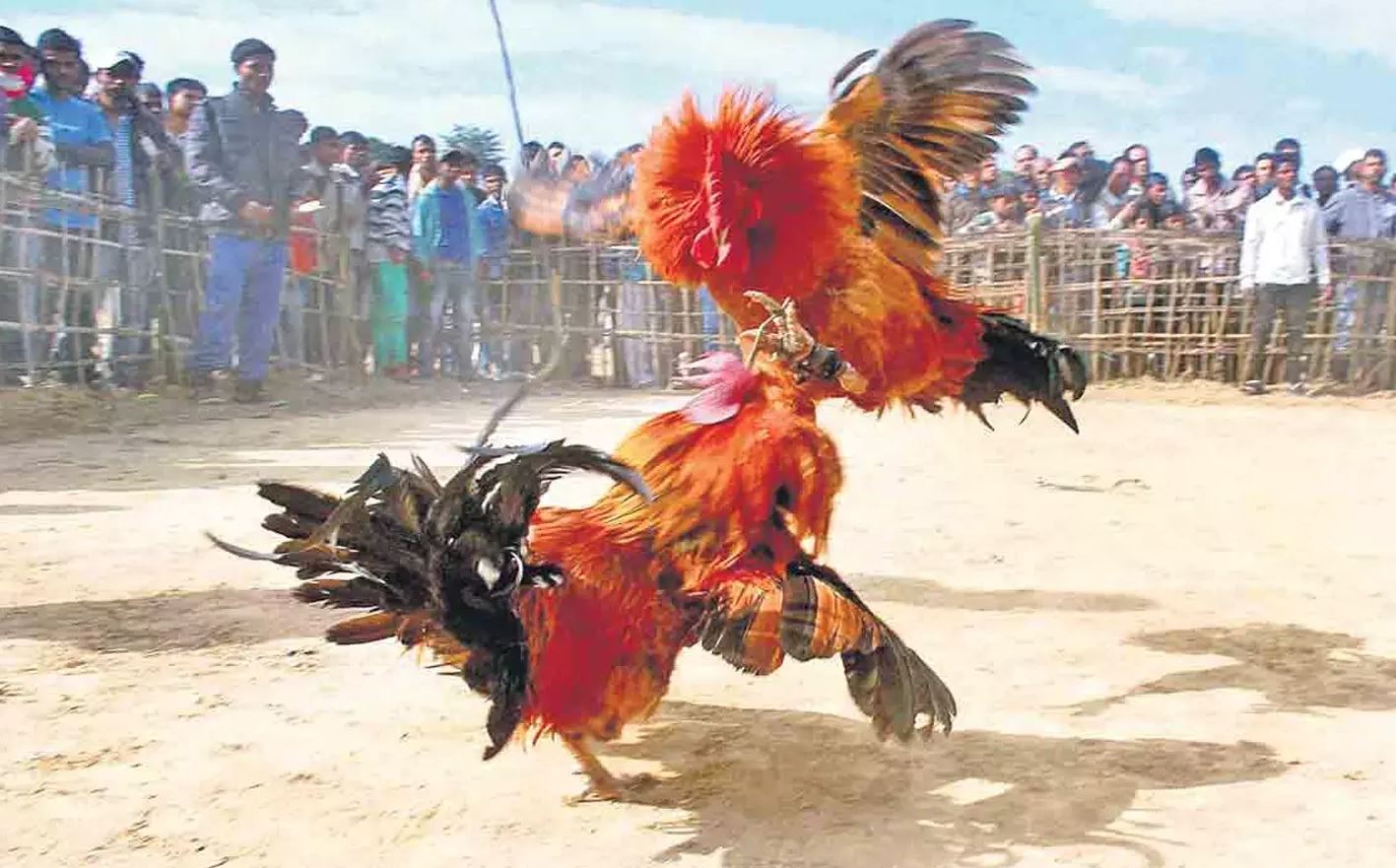 భీమవరంలో కోడి పందేలు