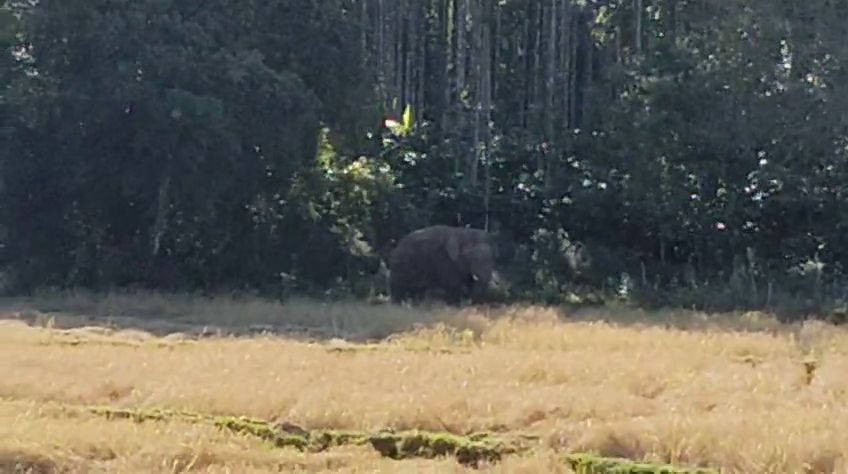 ಭತ್ತದ ಗದ್ದೆಗೆ ನುಗ್ಗಿರುವ ಆನೆ