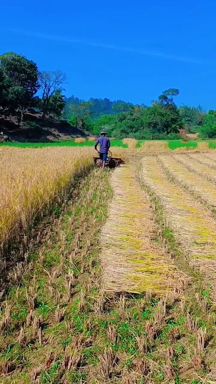 ಭತ್ತ ಕಟಾವು ಮಾಡುತ್ತಿರುವ ರೈತ