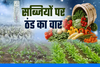 COLD EFFECT ON VEGETABLE CROPS