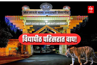 Tiger at sant gadge baba amravati university