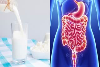 MILK REDUCES RISK OF COLON CANCER  MILK CUTS BOWEL CANCER RISK  BENEFITS OF CALCIUM RICH FOODS