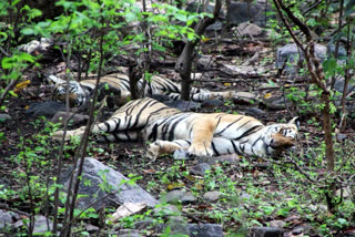 3-tigers-leopard-died-of-avian-flu-in-nagpur-possibly-after-eating-chicken-minister