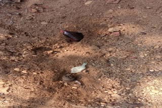 The IEDs unearthed by security forces