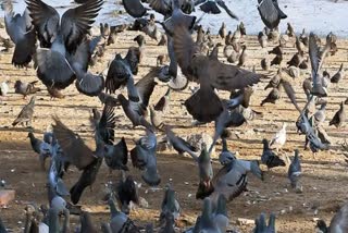 Gwalior pigeons killed