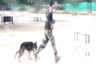 After Camels, BSF Deploys Trained Dogs Along India-Pakistan Border