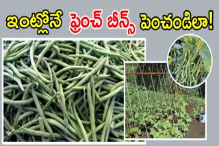 How to Grow French Beans at Home