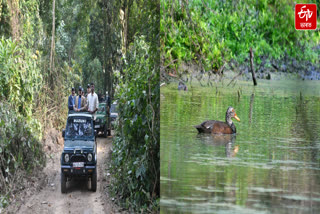 Number of white winged wood ducks has increased in Nameri National Park and Tiger Project