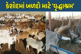 કેશોદમાં બળદ માટે આશ્રમ