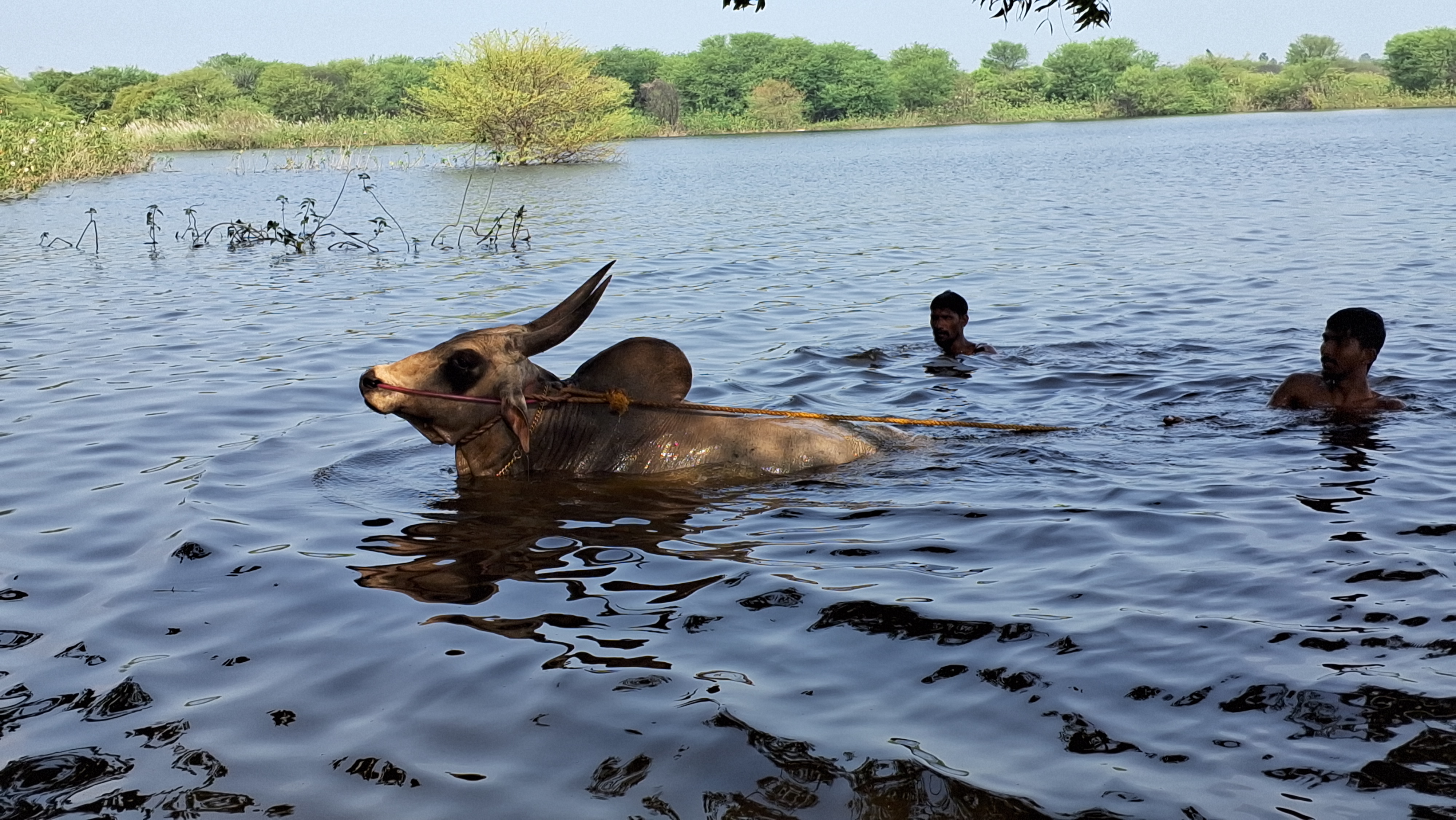 தண்ணீரில் பயிற்சிபெறும் ஜல்லிக்கட்டு காளைகள்