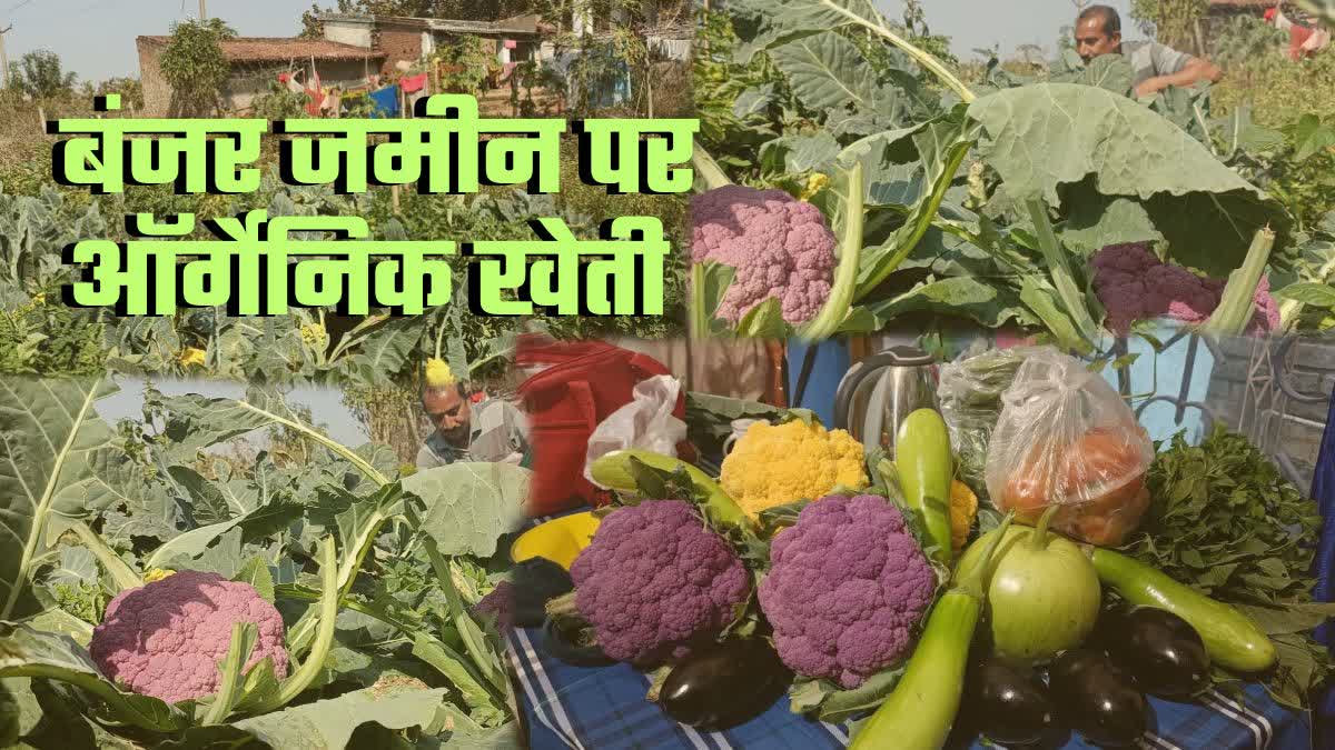 Organic vegetable farming in Dumka