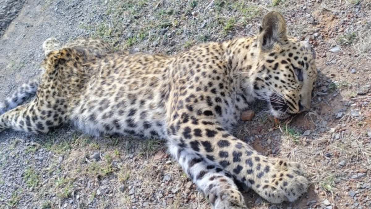 Leopard died in road accident rewa