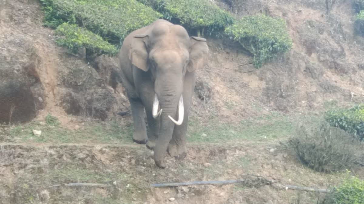 Wild tusker Padayappa Munnar  Padayappa attack in Munnar  മൂന്നാറില്‍ പടയപ്പ  ഇടുക്കി കാട്ടാന ആക്രമണം  ഇടുക്കി