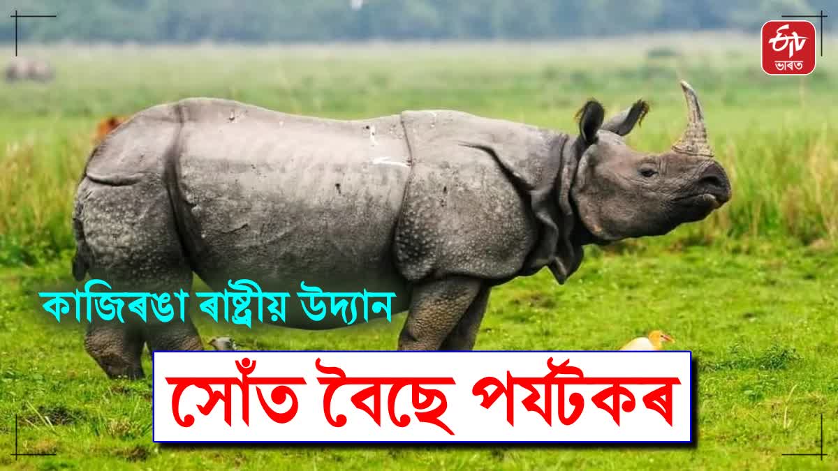 Kaziranga National Park