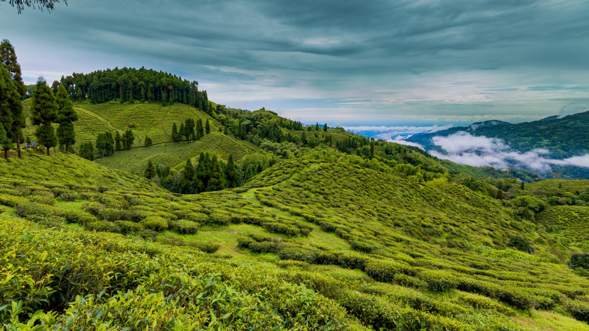 Photo taken from Darjeeling Tea Social media