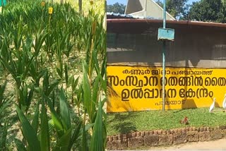gangabondham  കര്‍ഷകരെ കുടുക്കി ഗംഗബോന്ധം  Coconut Production In Kerala  തെങ്ങിന്‍ തൈ ഉത്പ്പാദന കേന്ദ്രം
