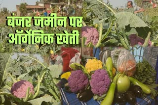 Organic vegetable farming in Dumka