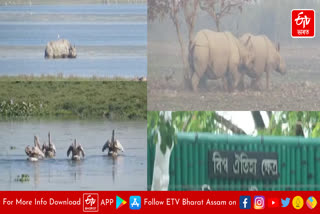 Kaziranga National Park