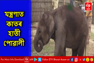 Elephant  injured in Kaziranga