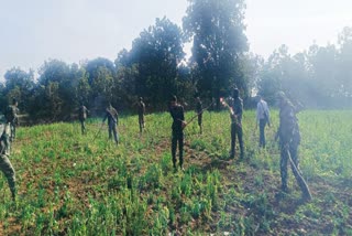 Poppy cultivation in Palamu