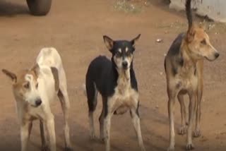 Dog vaccination in Durg Bhilai