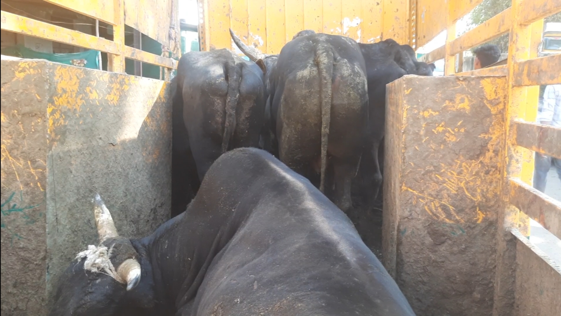 Morena cattle smuggling