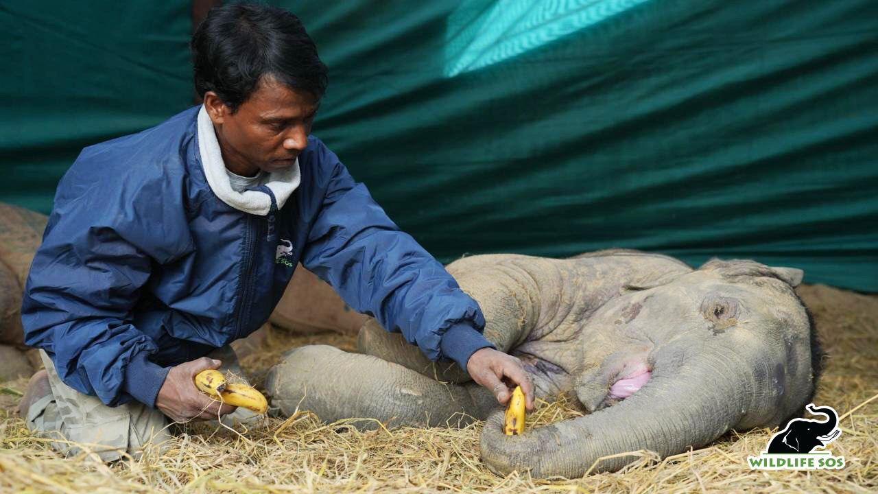 हाथी के बच्चे को केले खिलाते चिकित्सक.