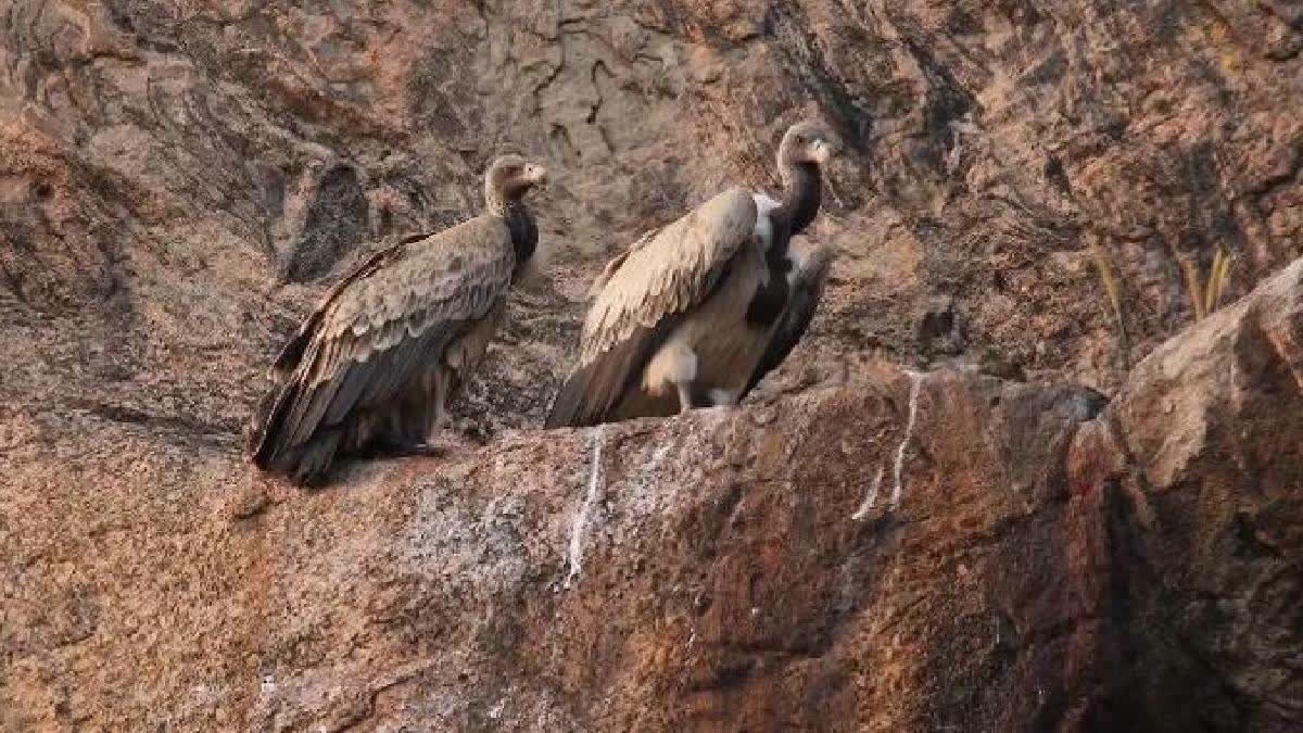 Maharashtra's Vanishing Vultures Get Restaurants Of Their Own