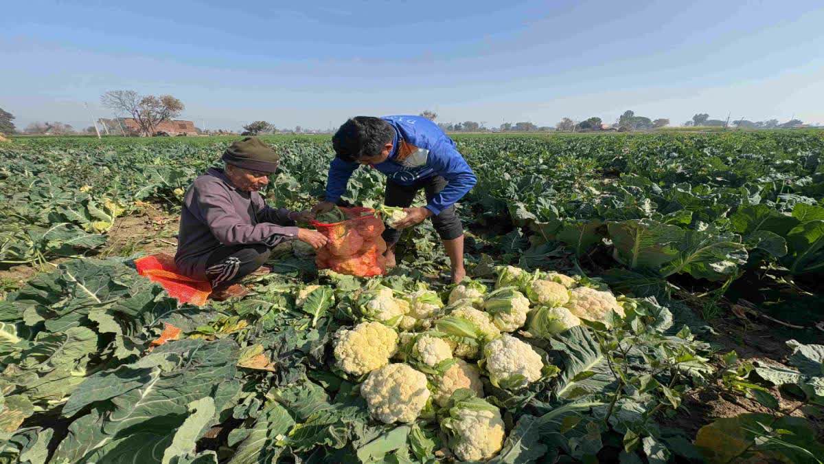 Farmers harvest cauliflowers prematurely.