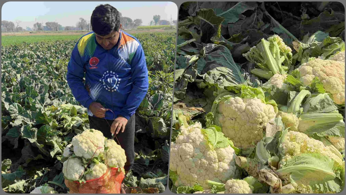 cauliflower Low price