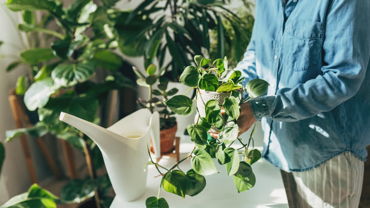 These indoor plants flourish in low-light and little care