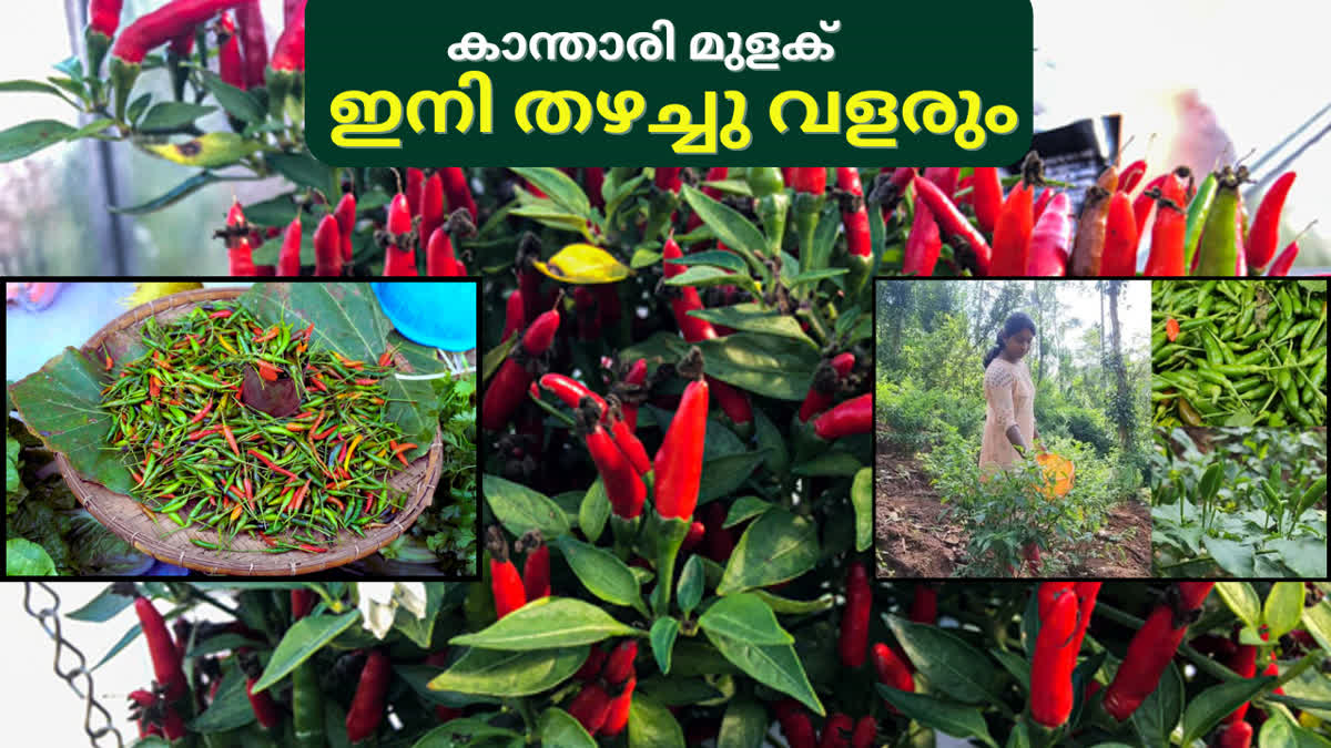 കാന്താരി മുളക് കൃഷി ചെയ്യാം  HOW TO START KANTHARI CULTIVATION  PROPER GUIDE TO KANTHARI FARMING  YOU CAN MAKE KANTHARI AT YOUR HOME