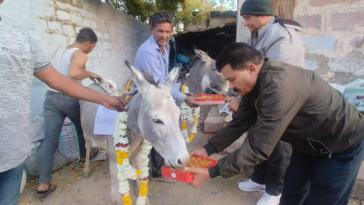 Jodhpur man feed sweets to donkey