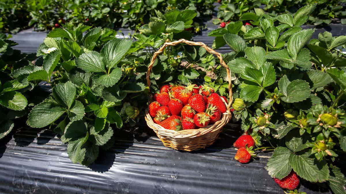 strawberry harvesting