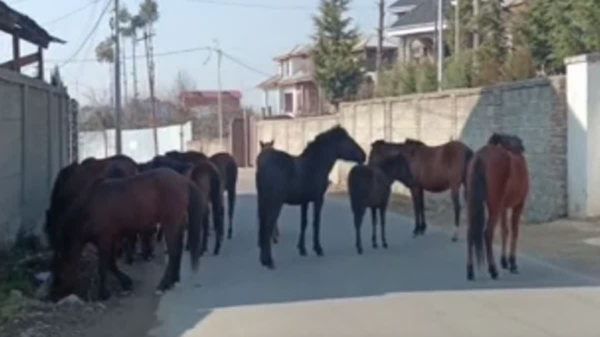 Animal Rights Group Flags Abuse Of Stray Horses In Kashmir, Demands Action