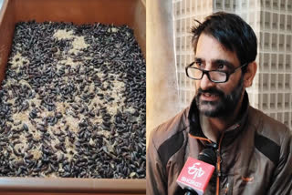 Kashmir First Mealworm Farm How A Native Turned Adversity Into Success After Spine Surgery