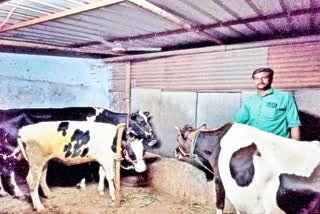 Cows Theft in Talamarla