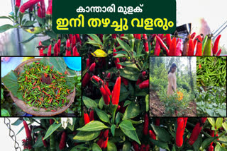 കാന്താരി മുളക് കൃഷി ചെയ്യാം  HOW TO START KANTHARI CULTIVATION  PROPER GUIDE TO KANTHARI FARMING  YOU CAN MAKE KANTHARI AT YOUR HOME