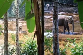 wild elephant  കാട്ടാനയും കുട്ടിയാനയും  Thannithode news  wild animal kerala video