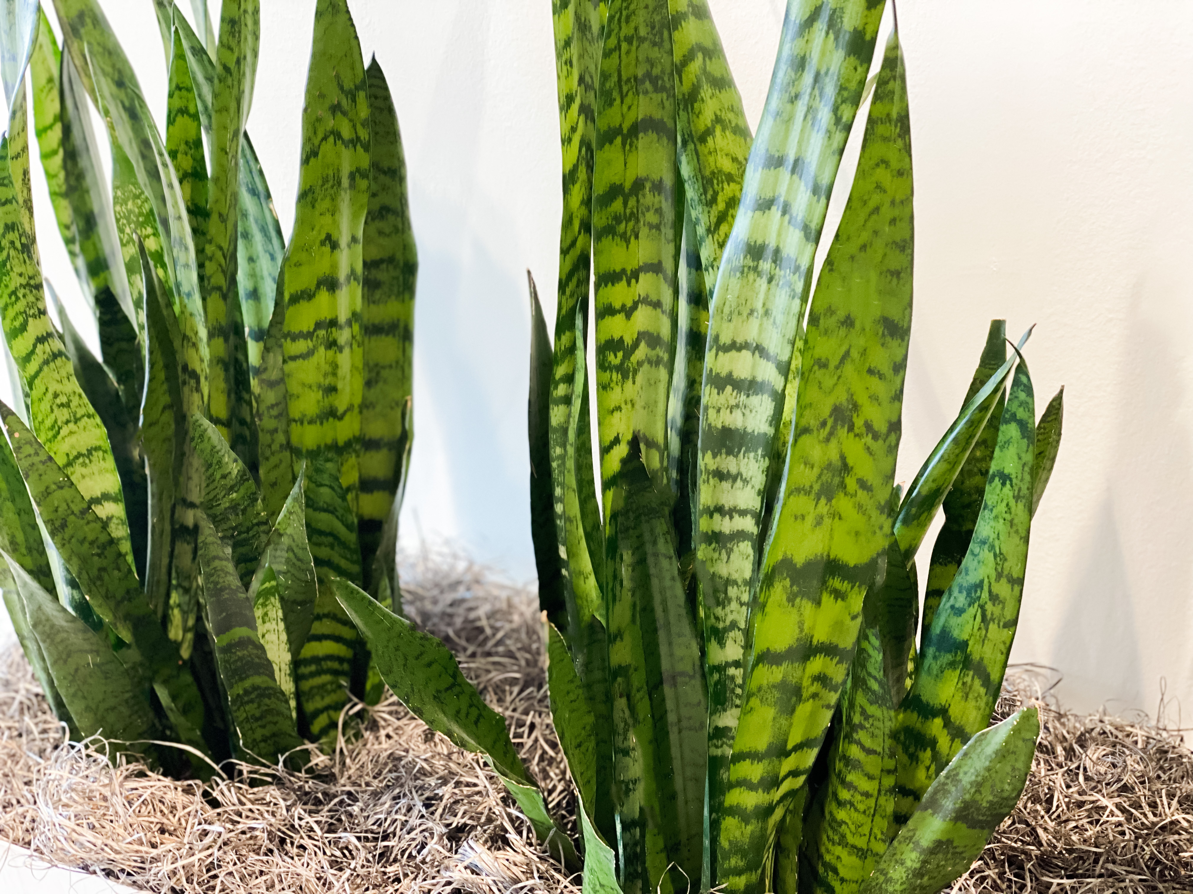 Snake Plant