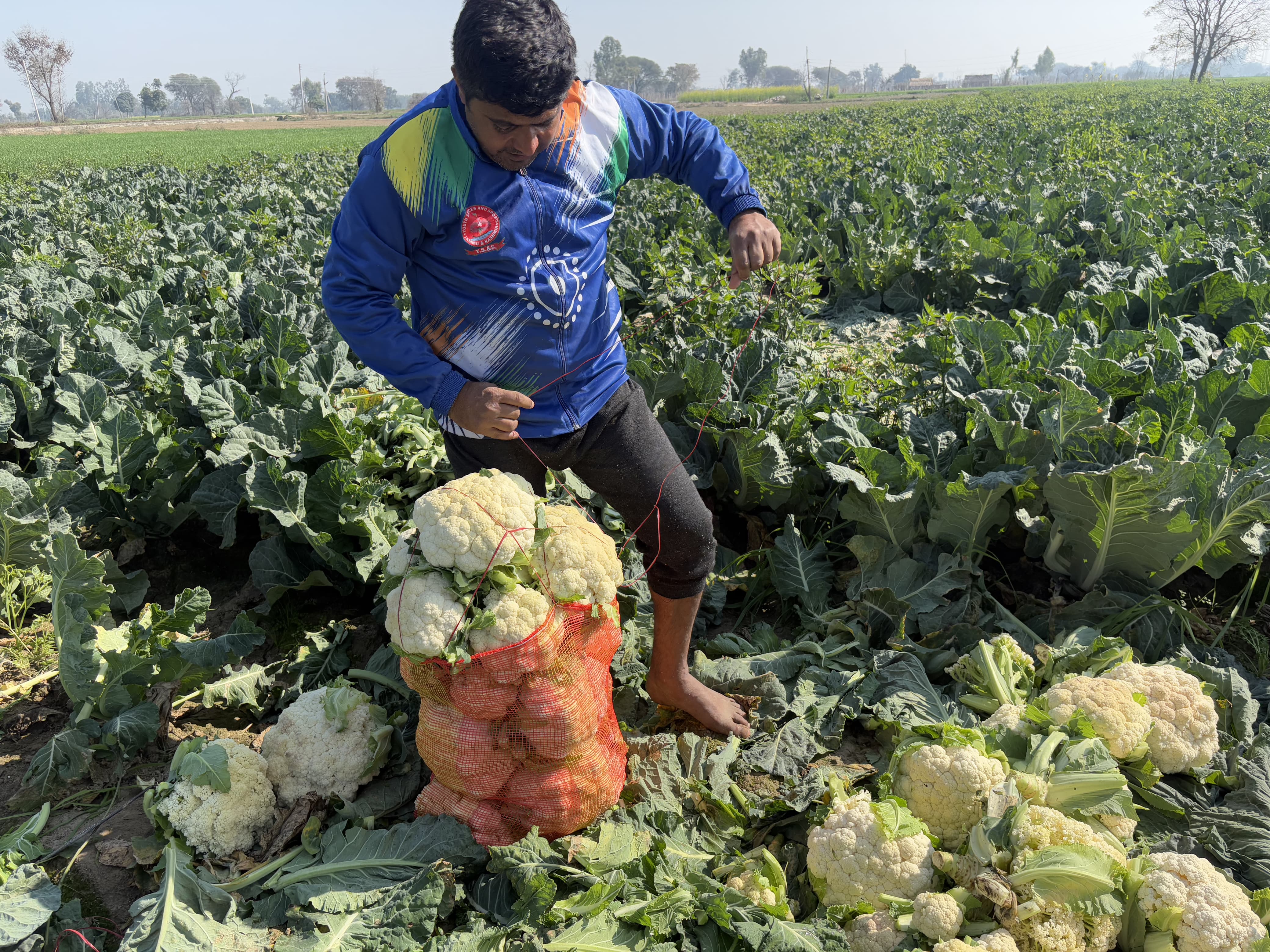 cauliflower Low price