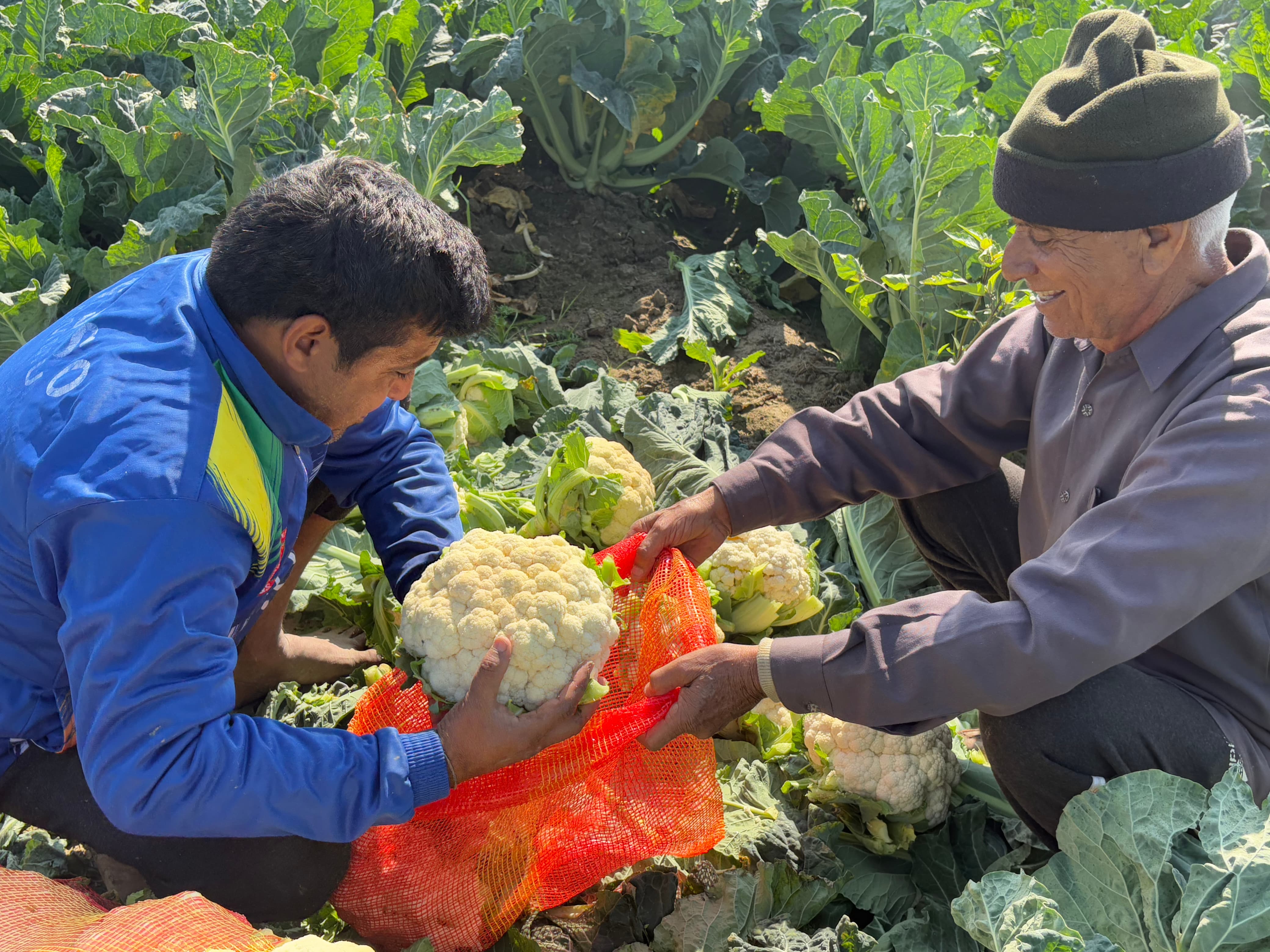 cauliflower Low price