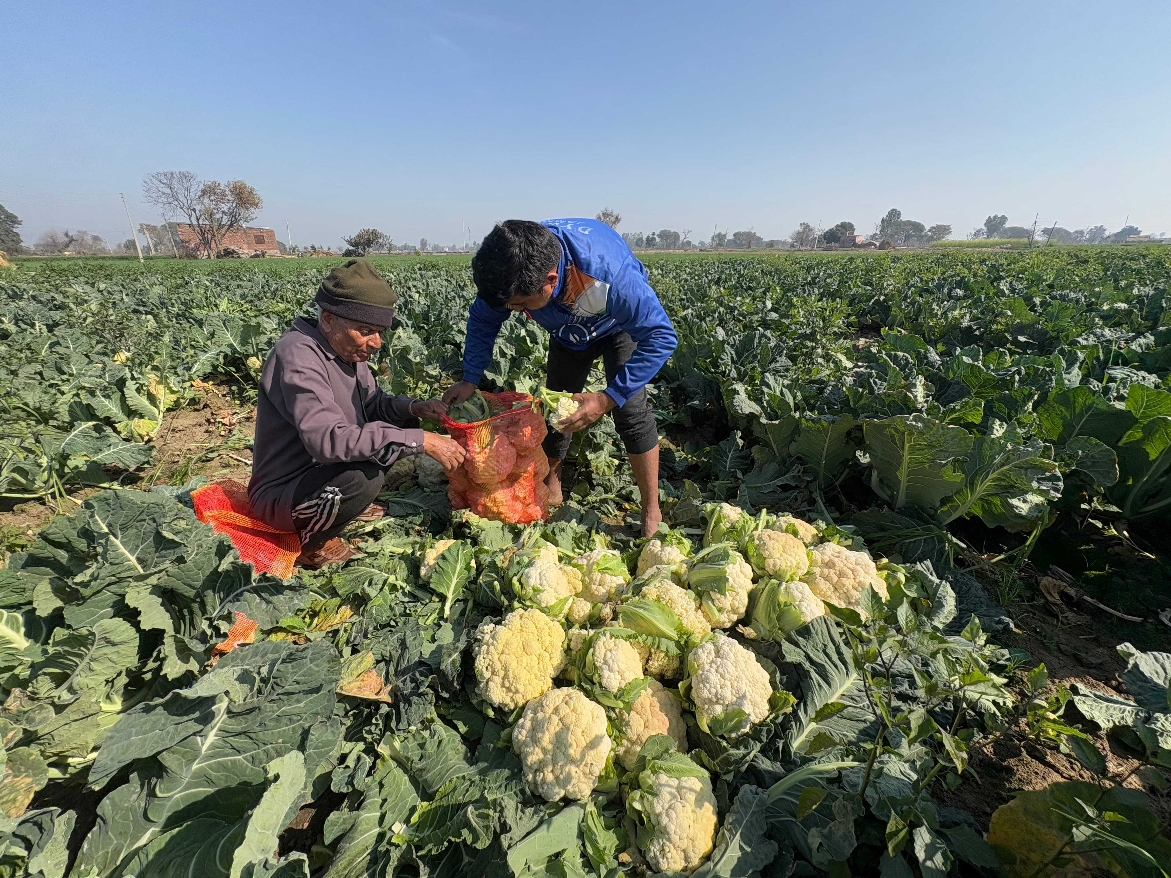 cauliflower Low price