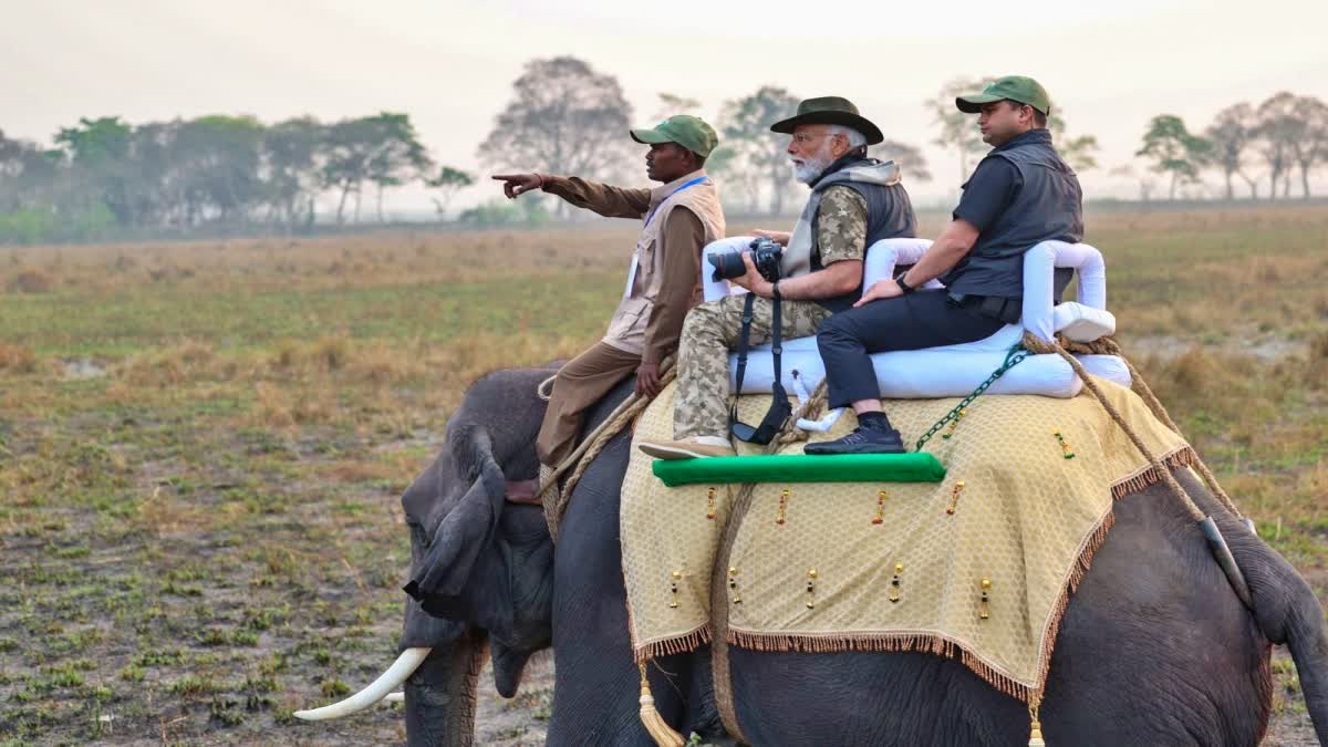 पंतप्रधान मोदींची काझीरंगा राष्ट्रीय उद्यानात हत्तीवर बसून 'जंगल सफारी'; कॅमेरा घेत स्वतः काढले फोटो