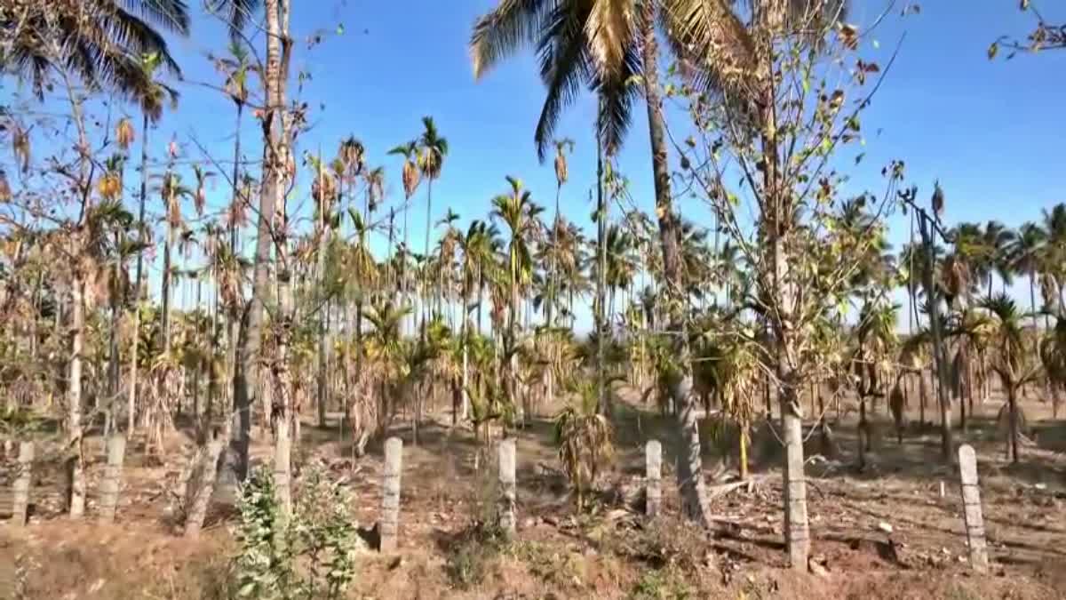 Dry areca nut plantations