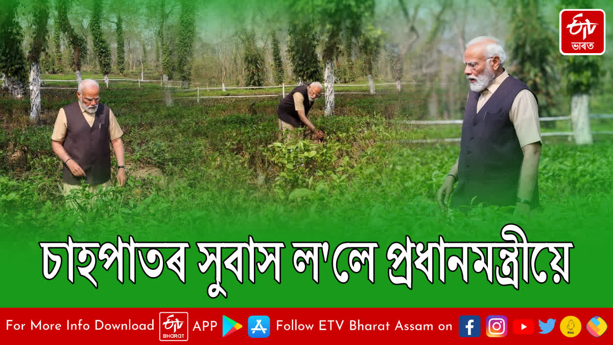 PM Modi spends time at tea garden in Assam