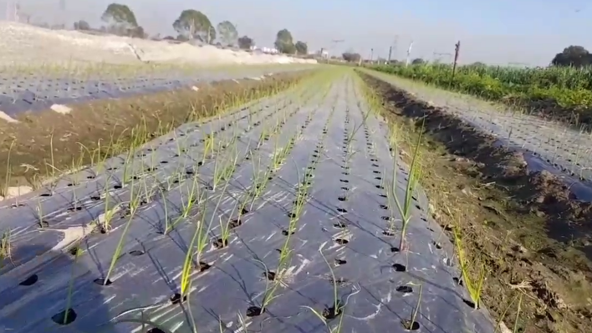 Foreign Vegetables Farming