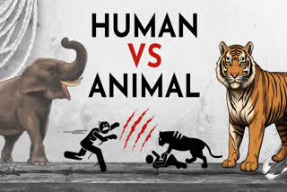 human-wildlife conflict